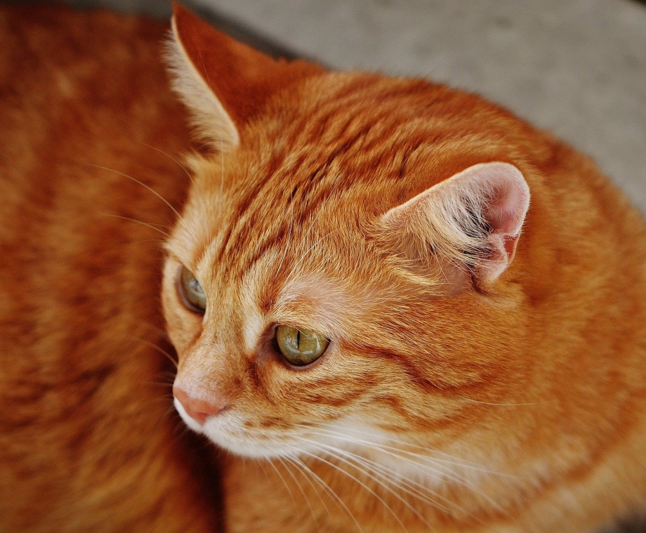 Кошка Гингер