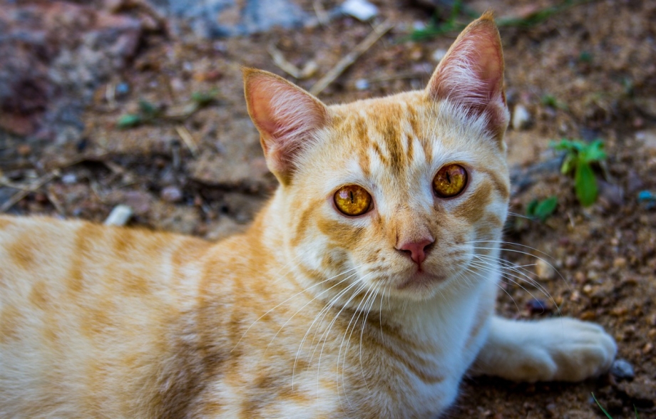 Светло рыжая кошка