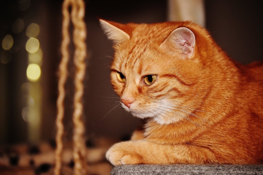 Домашняя кошка рыжая