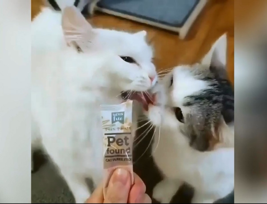 Кошка пьет