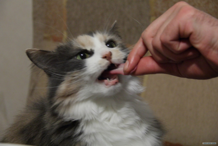Кота за язык