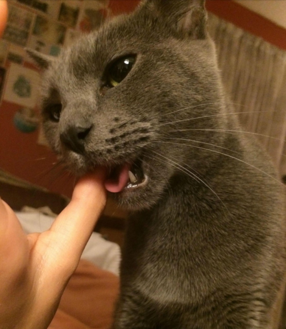 Кусачий котенок