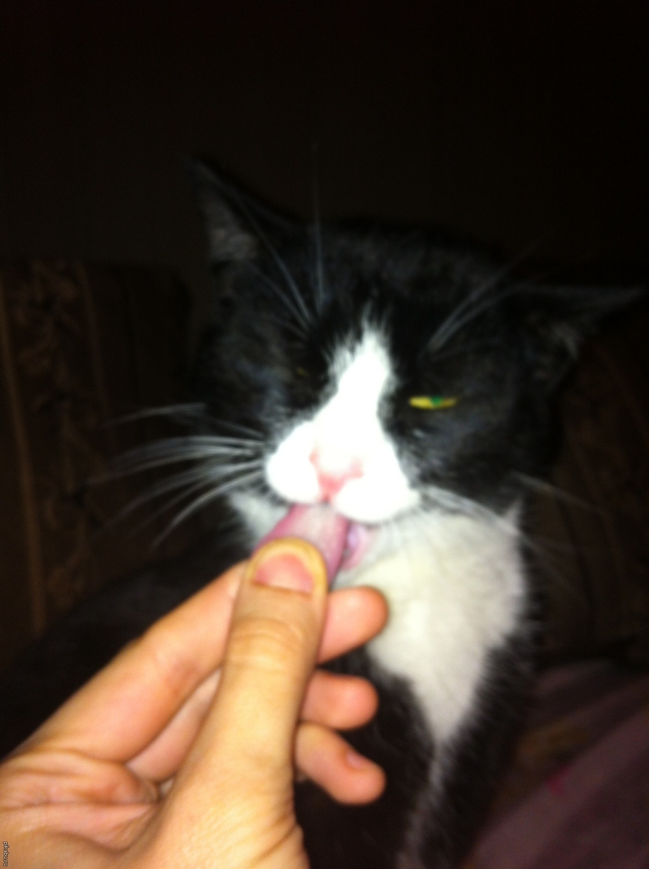 Кота за язык