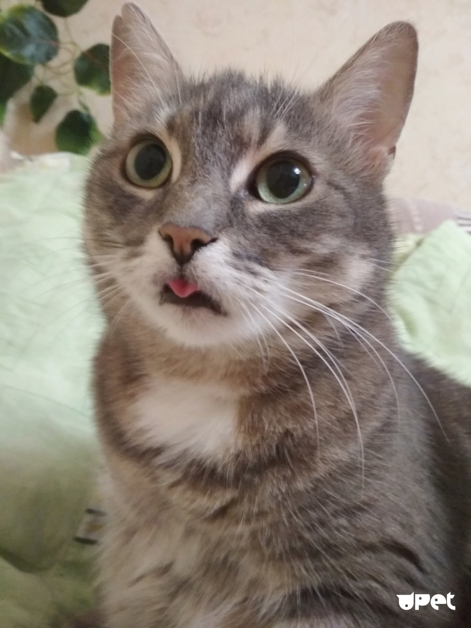 Кот с языком
