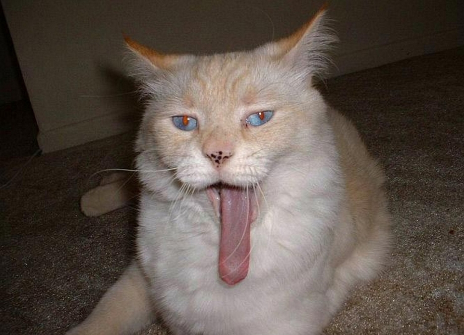 Кот с языком