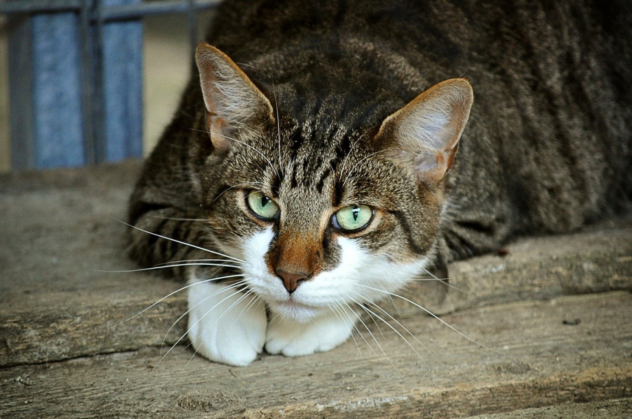 Кошка домашняя