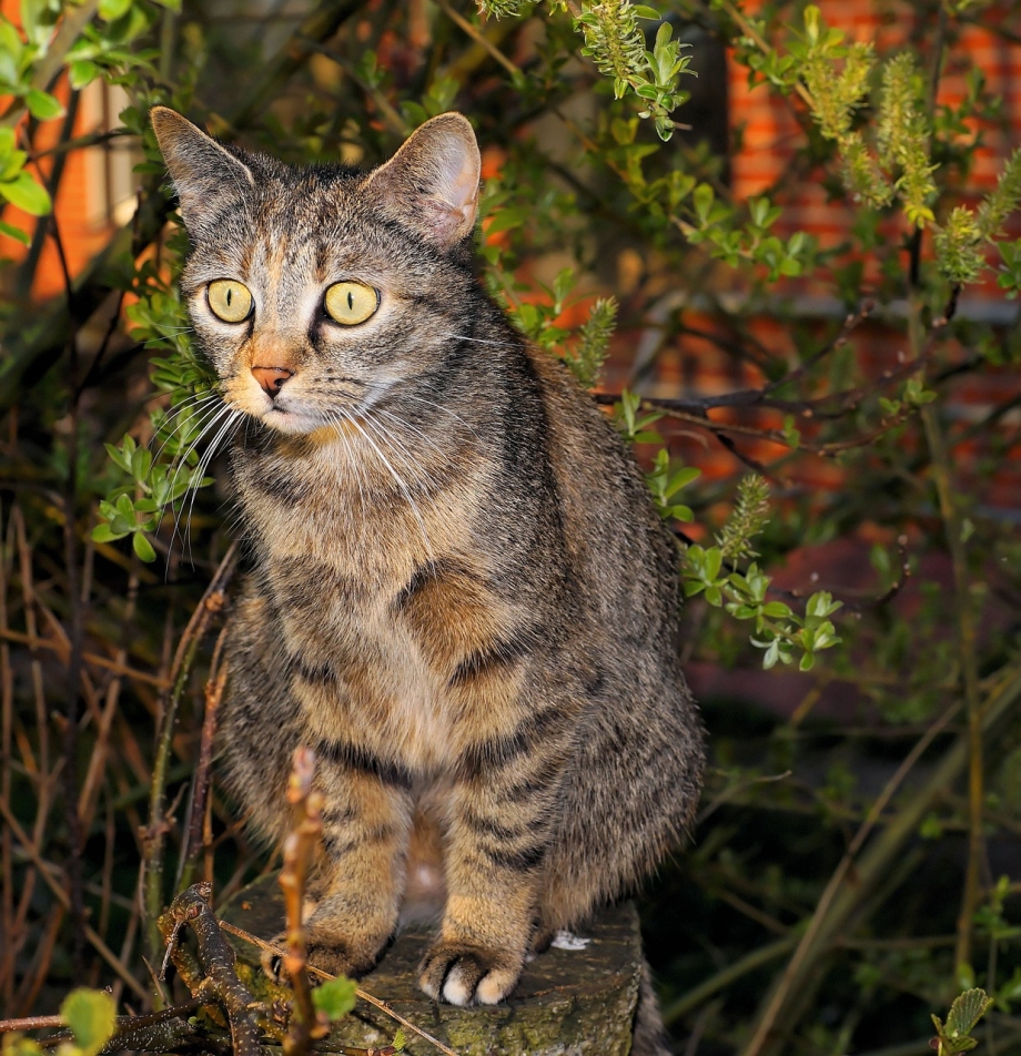 Европейская Лесная короткошерстная кошка