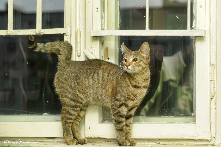 Кошка домашняя
