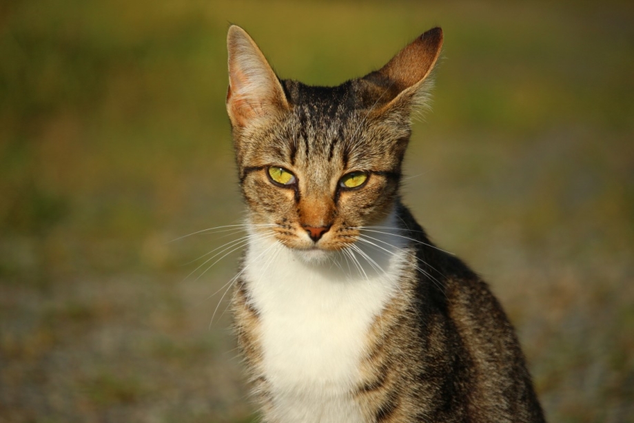 Кот Кара