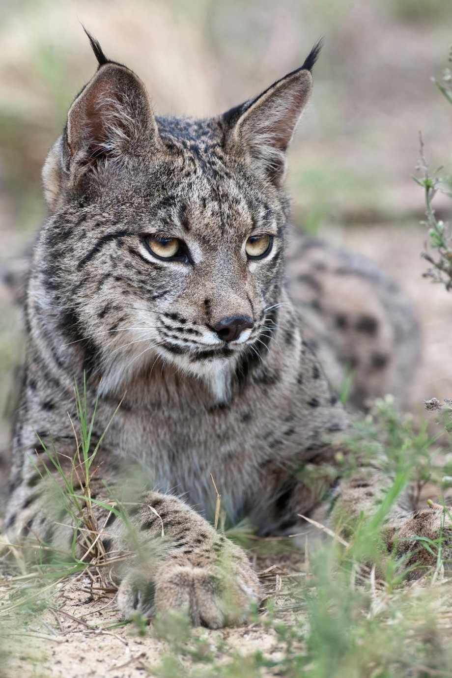 Рысь обыкновенная (Felis Lynx l.),