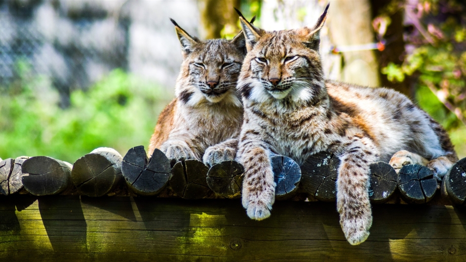 Кошка Рысь