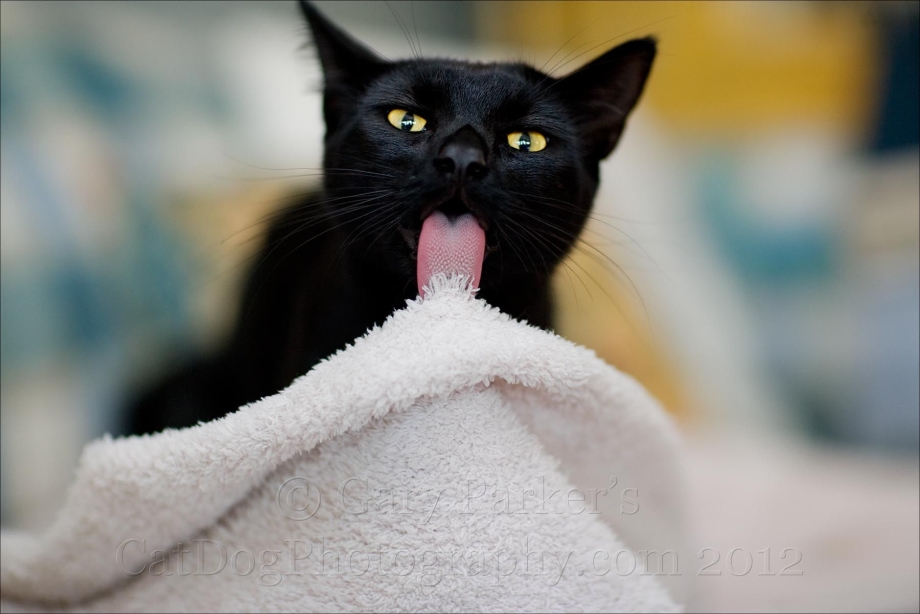 Черные коты