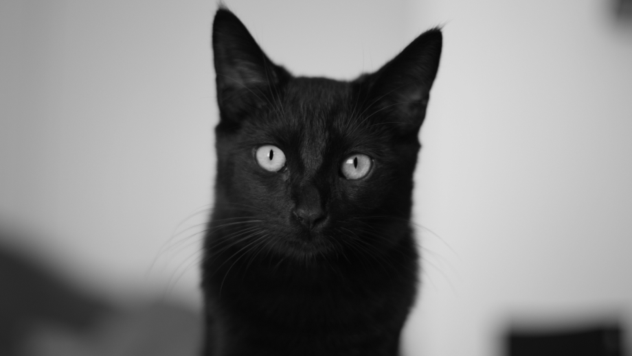 Чёрный кот