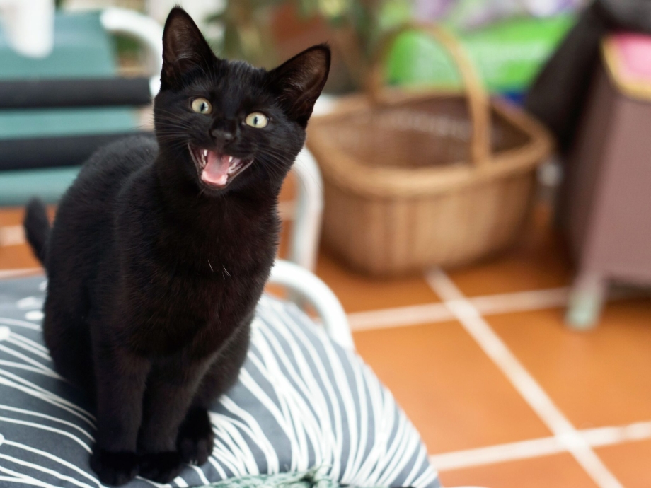 Чеширский кот