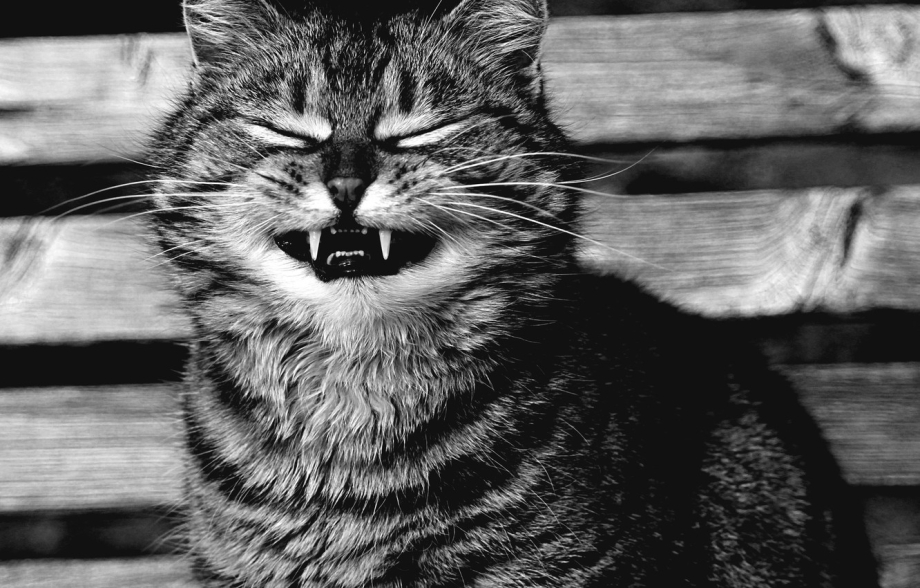 Котик улыбается