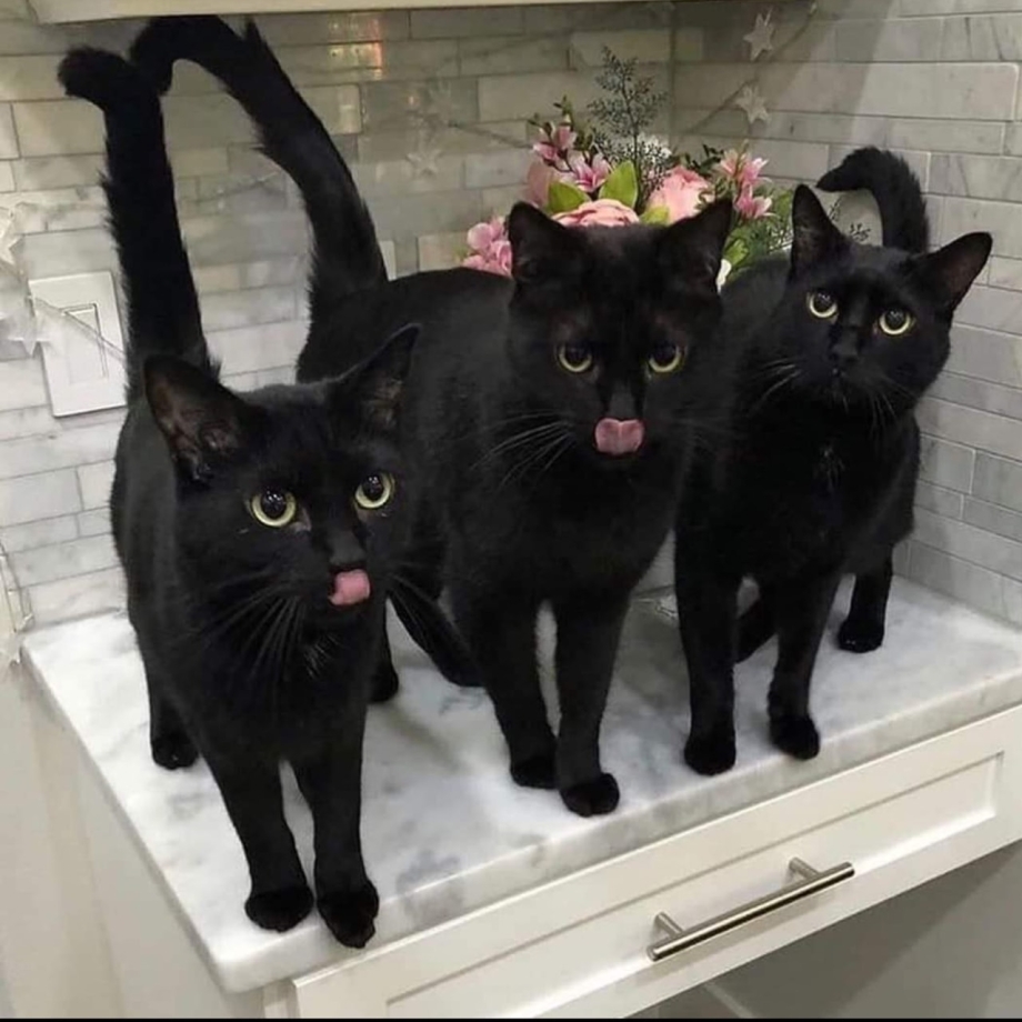 Черный кот забавный