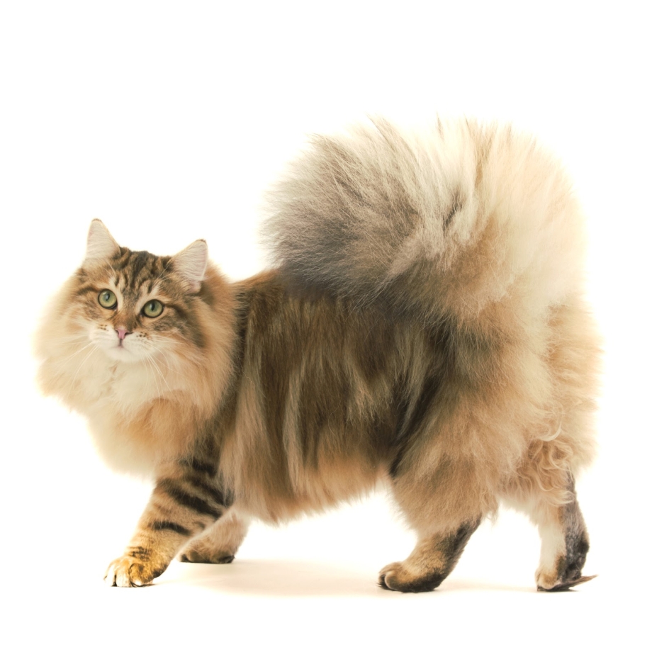 Сибирские коты длинношерстные