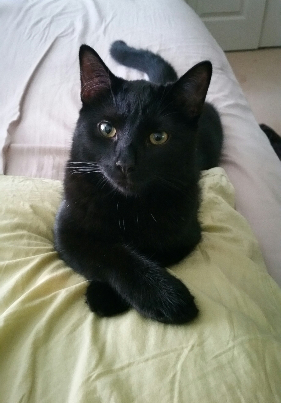 Смешной черный котенок