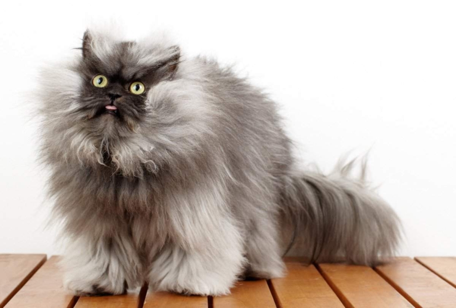 Длинношерстные коты