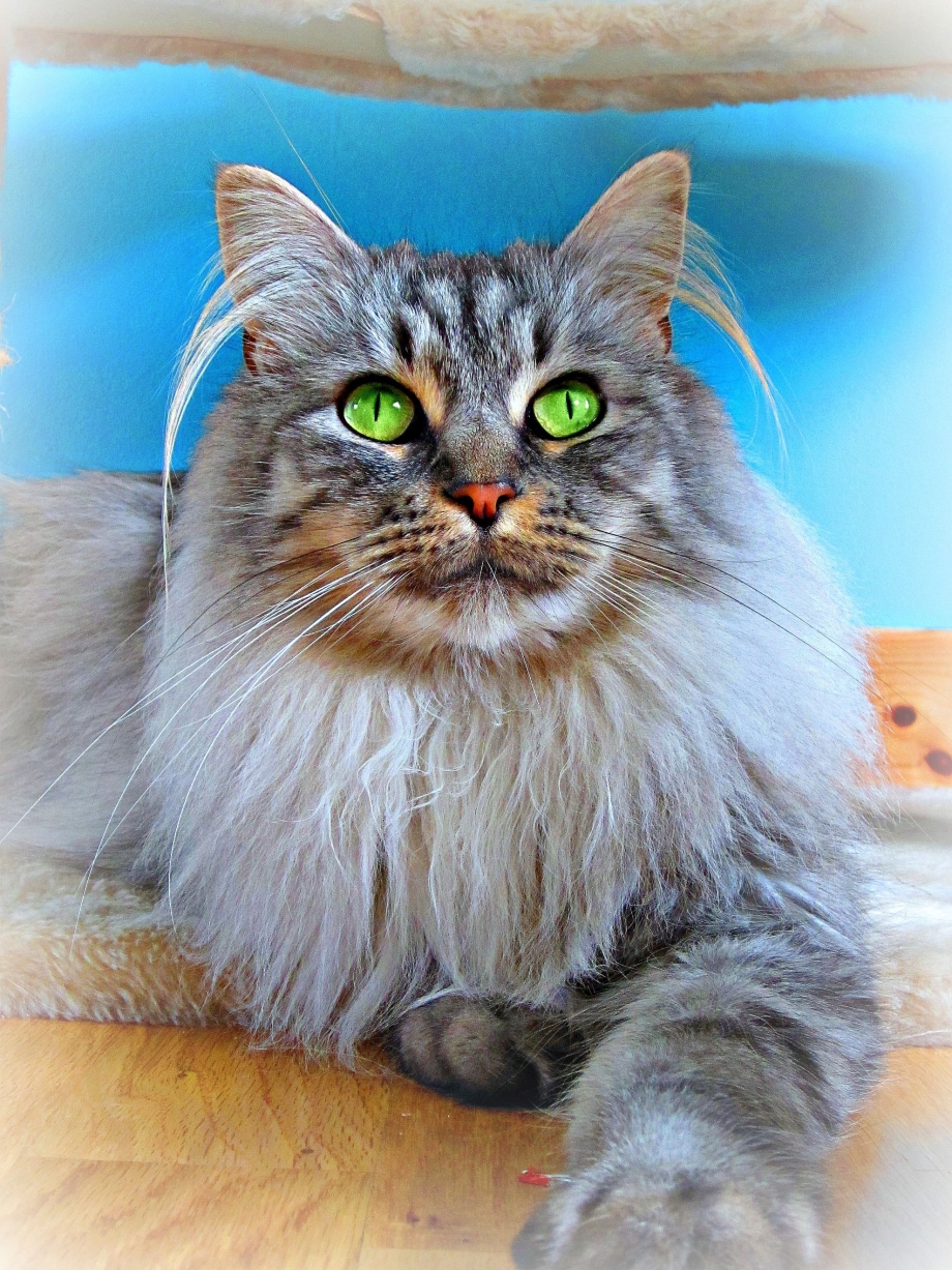 Британский длинношерстный кот
