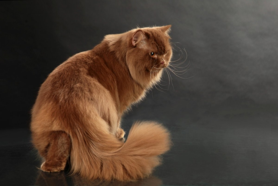 Длинношерстный британец кот