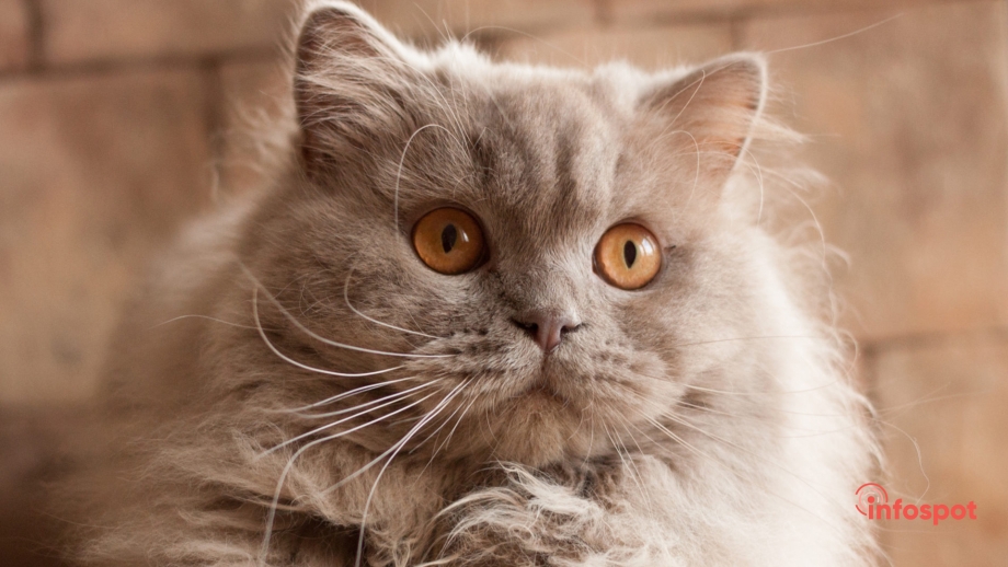 Скоттиш фолд длинношерстный
