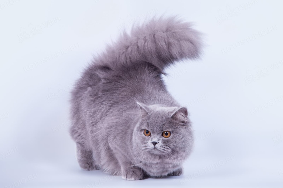 Британский длинношерстный кот