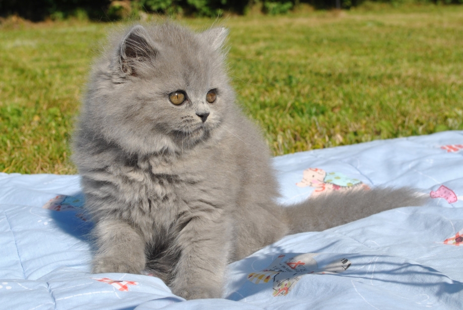Британская длинношерстная кошка котенок
