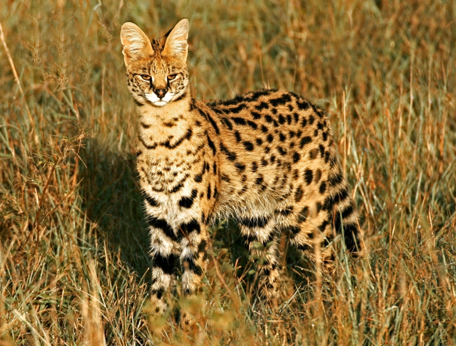 Сервал (Leptailurus Serval),