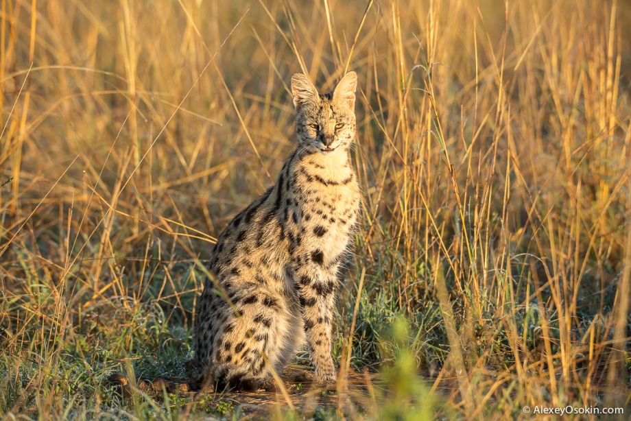 Сервал (Leptailurus Serval),