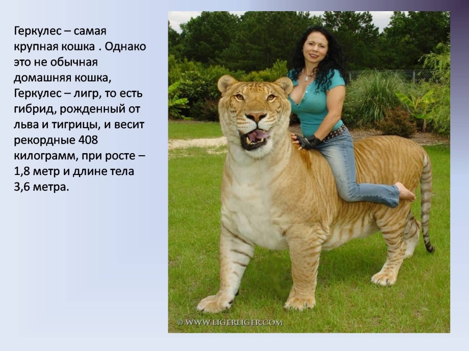ТИГОН И Лигр Геркулес
