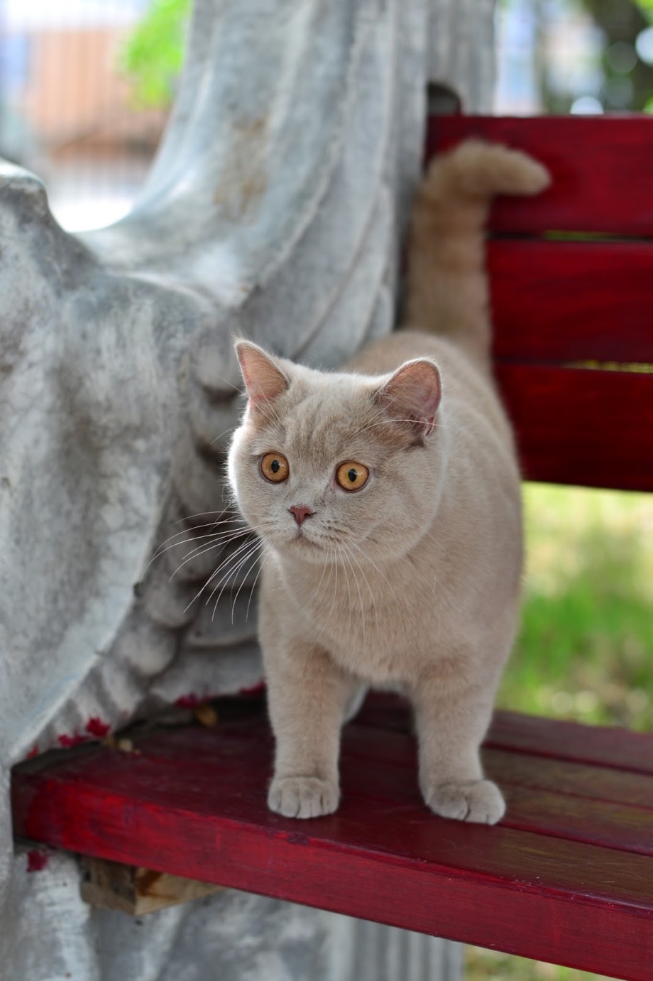 Британская кошка фавн
