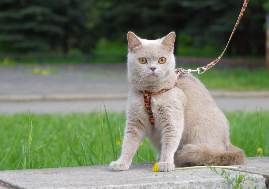 Британская короткошёрстная кошка фавн