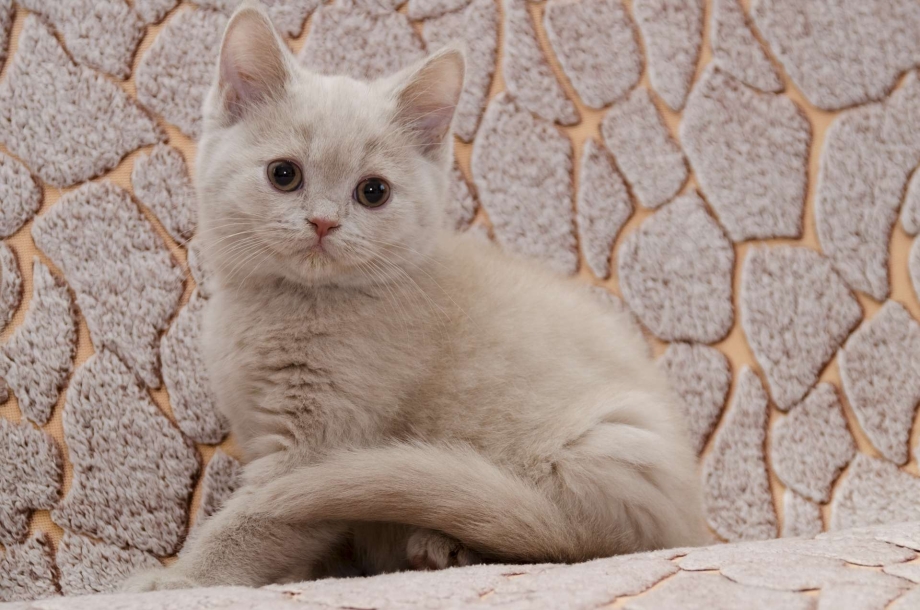 Фавн цвет у кошек