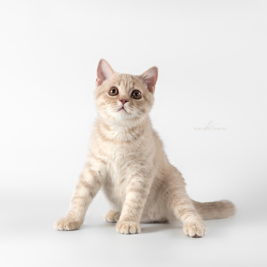 Британская кошка фавн