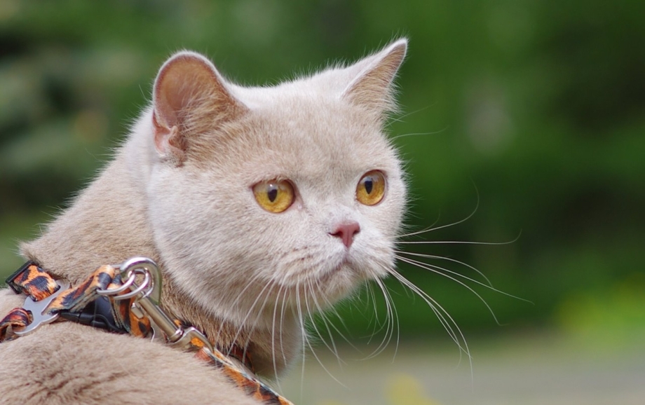 Фавн кот