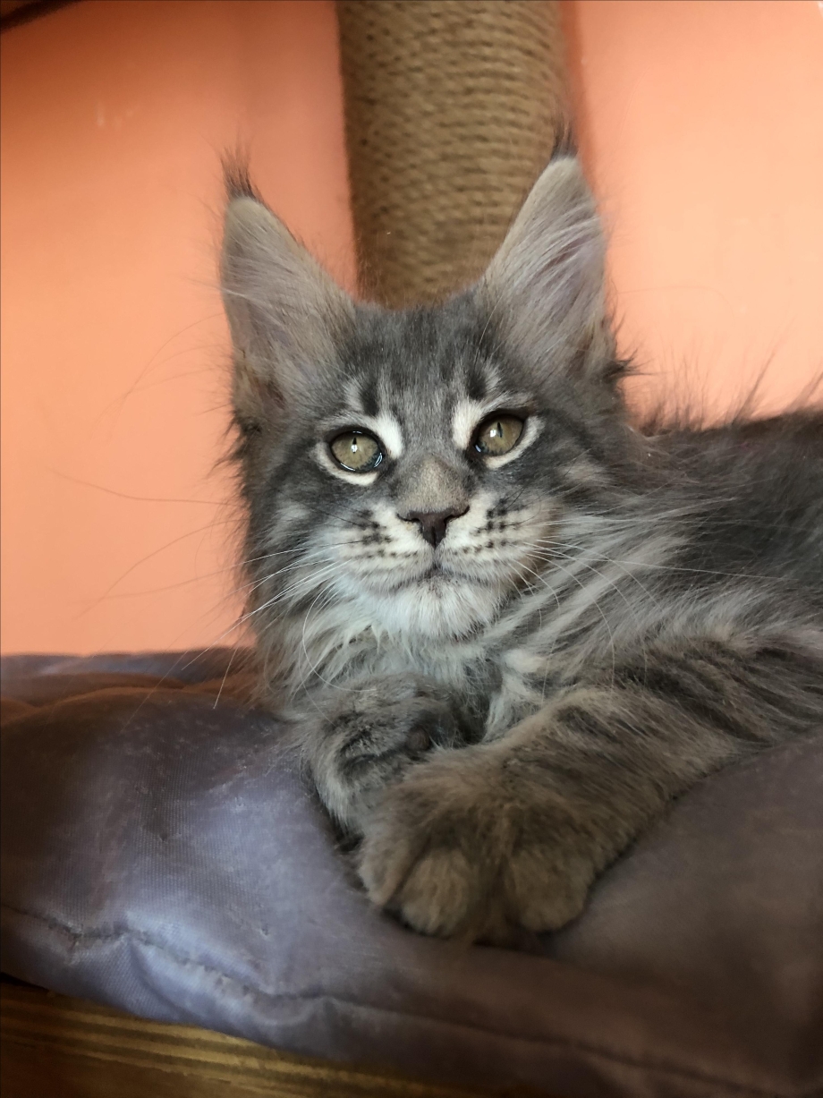 Коты метисы Мейн куна