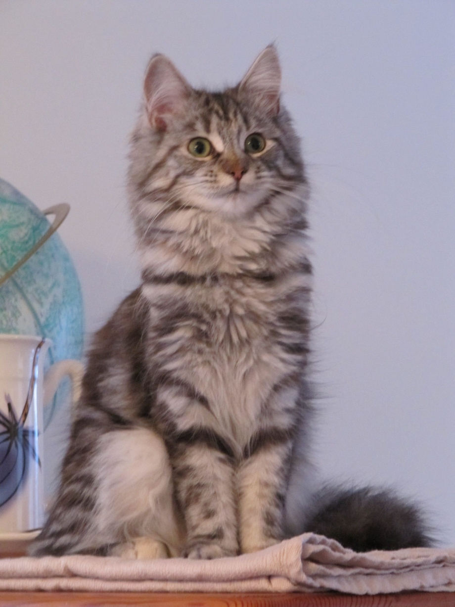 Котята Мейн кун Полукровки фото