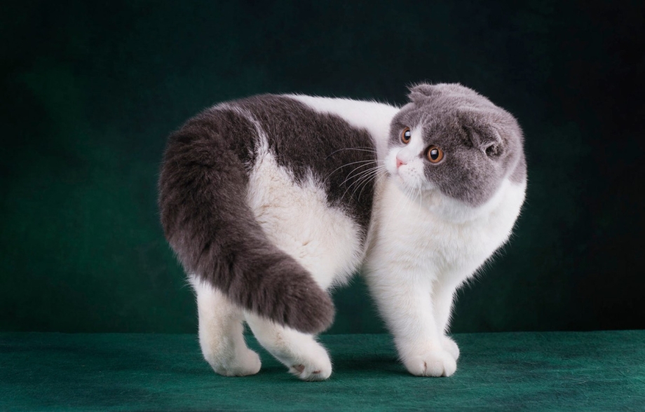 Белый шотландский вислоухий котенок