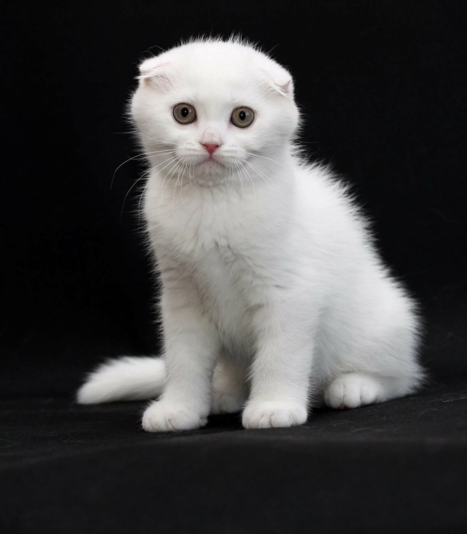 Скоттиш фолд белая шиншилла