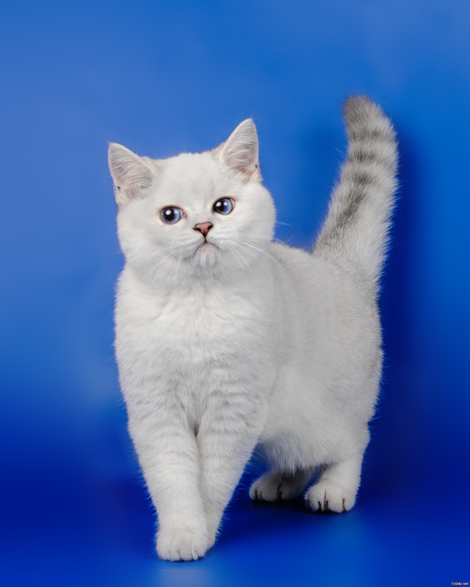 Шотландская вислоухая кошка фолд