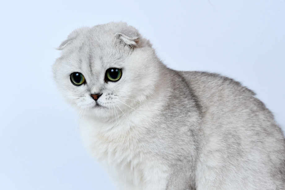 Белый шотландский вислоухий котенок