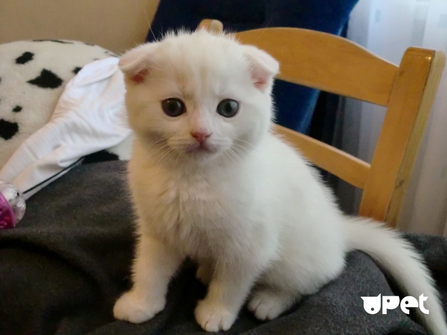 Шотландская вислоухая кошка