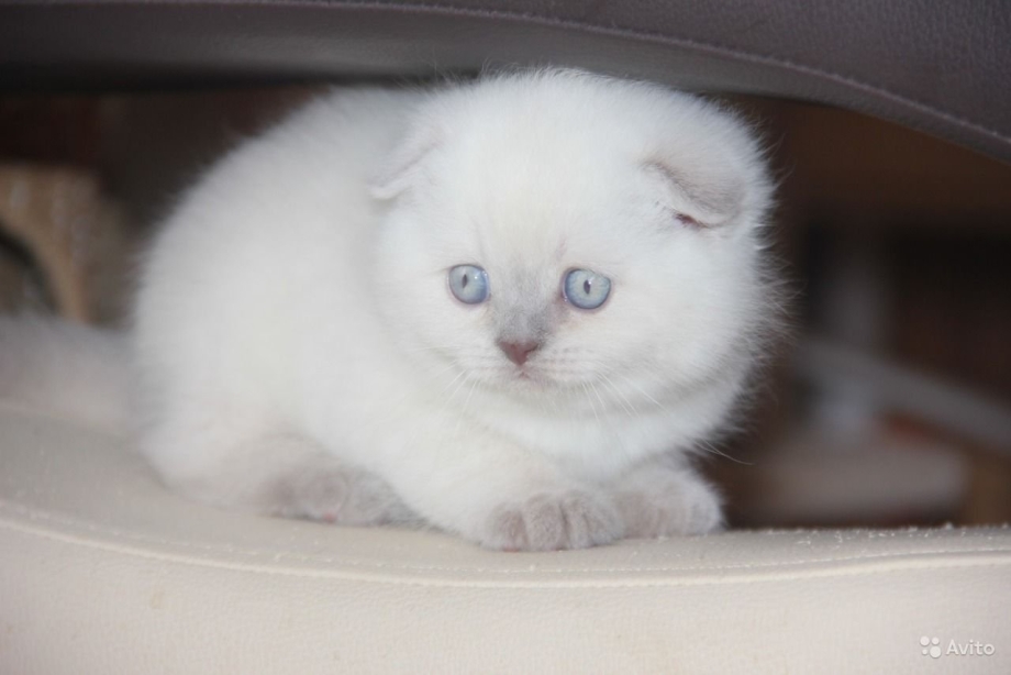 Шотландская вислоухая кошка белая