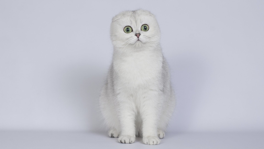 Шотландская вислоухая кошка