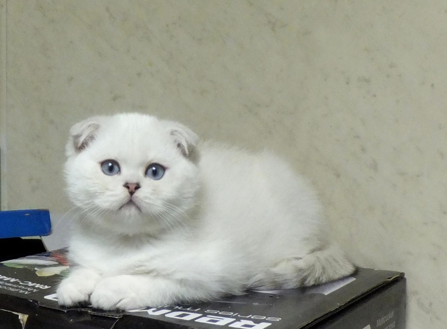 Шотландская вислоухая кошка белая взрослая