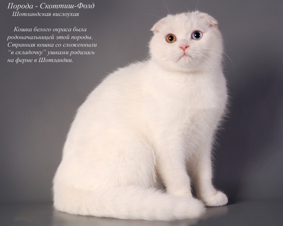 Белый шотландский кот с ошейником