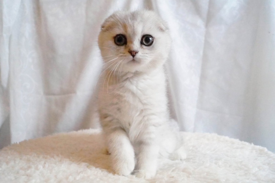 Скоттиш-фолд Шотландская вислоухая кошка белый