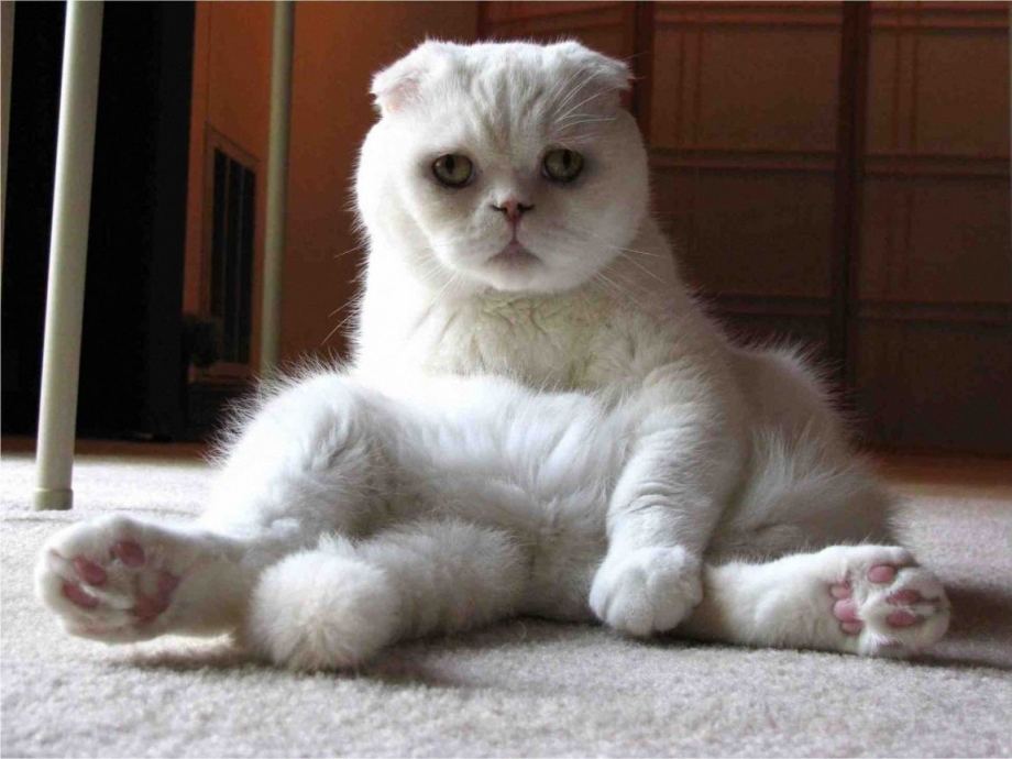 Скоттиш фолд белый