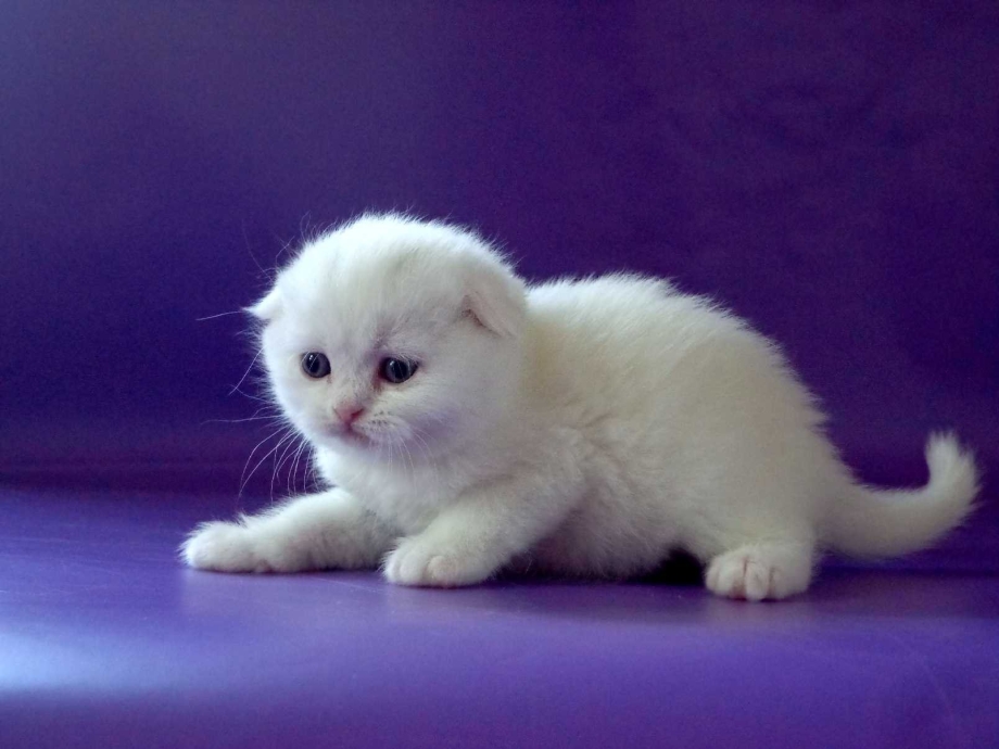 Шотландская вислоухая кошка белая